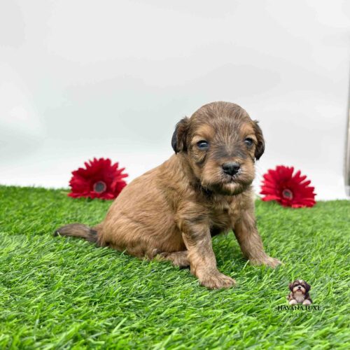 a Brindle colored Havanese Poodled cross pup sitting on grass