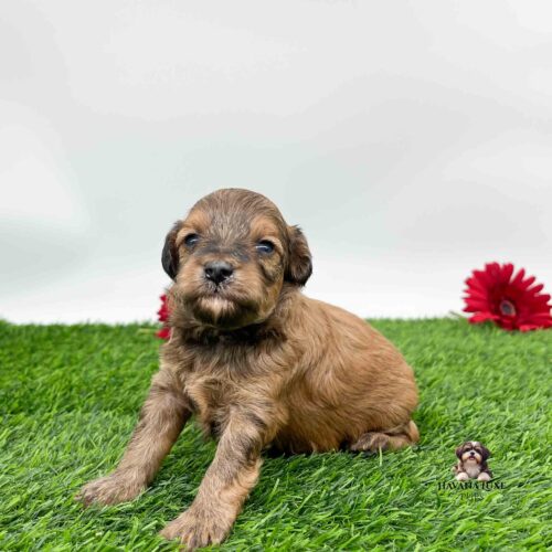 cute Havapoo sitting on green grass with A cute black nose