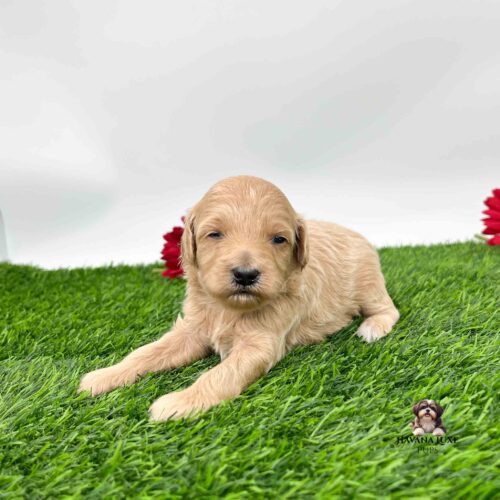 a Havapoo laying on green grass with a white dot on his forehead with red daisies