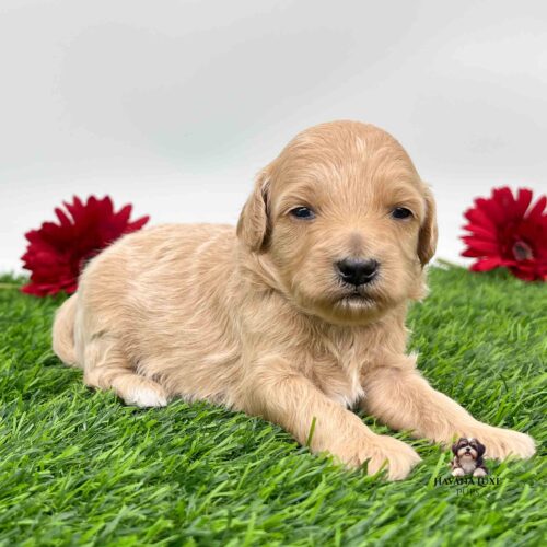 A red colored pup with white paws and a cute black nose laying on grass