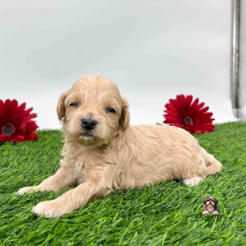 Red colored pup laying on the grass with such begging eyes