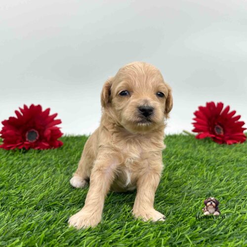 Adorable Havapoo with dark eyes and a cute black nose chilling on the green grass