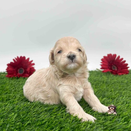 a little red Havapoo with an adorable attitude and adorable white chin