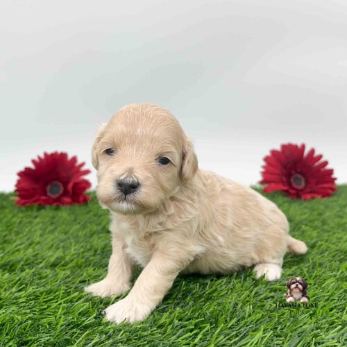 Adorable Havapoo Pup sitting on green grass