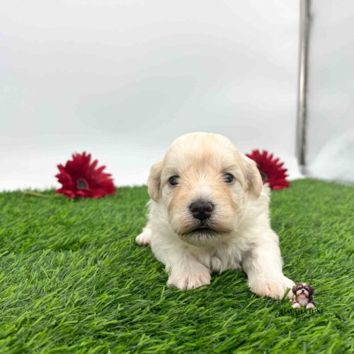 An adorable cream colored Havapoo with A cute black nose chilling with the red flowers