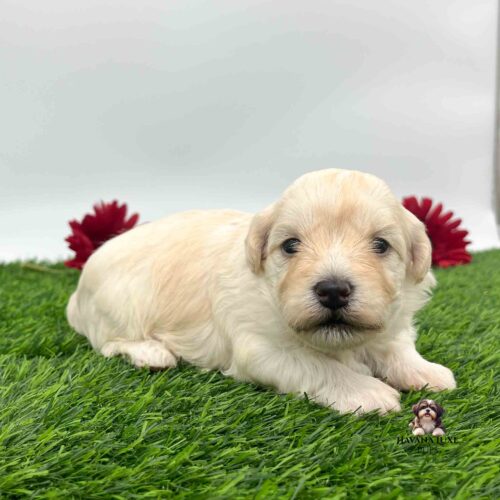a cute cream colored Havanese Poodle cross pup laying on green grass