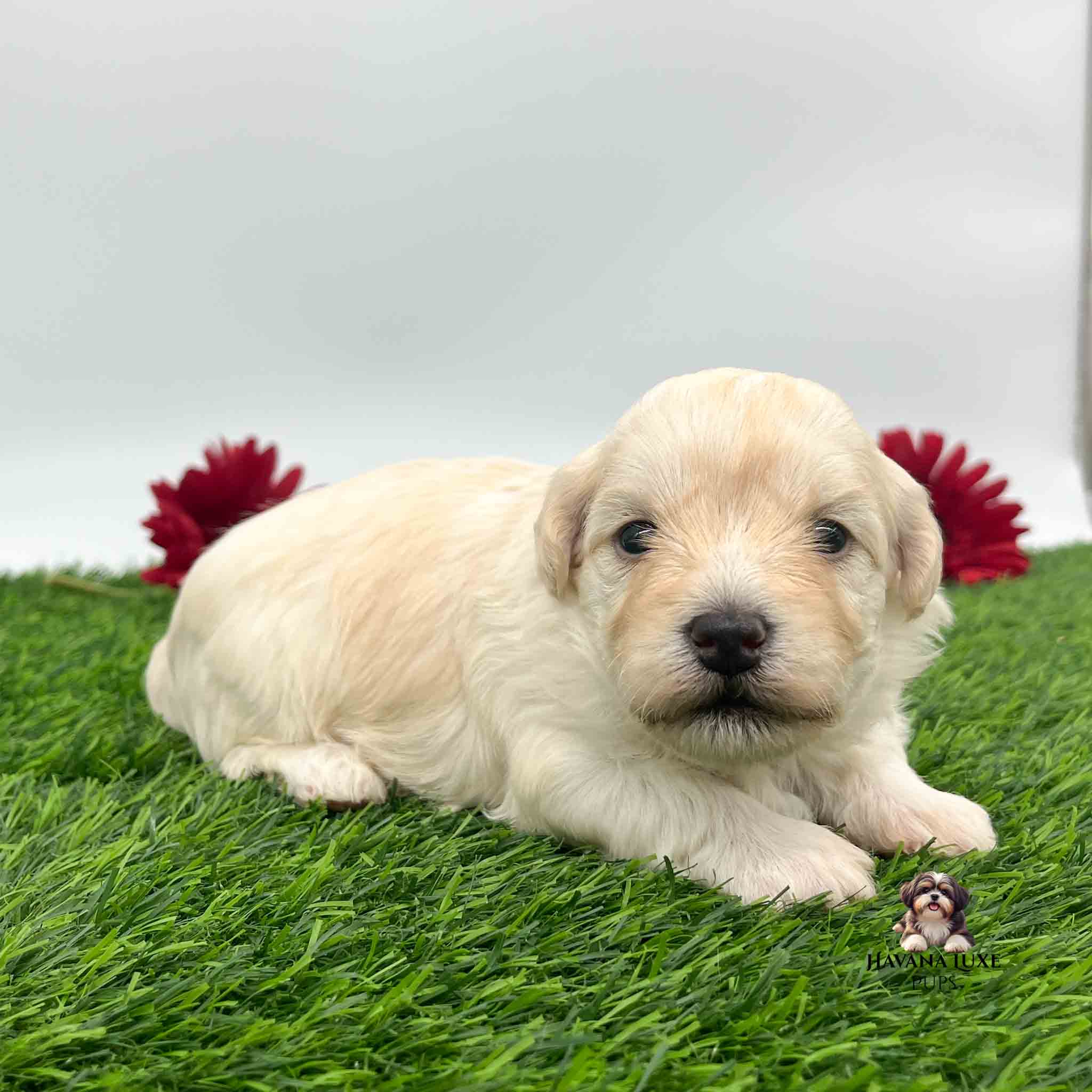 a cute cream colored Havanese Poodle cross pup laying on green grass