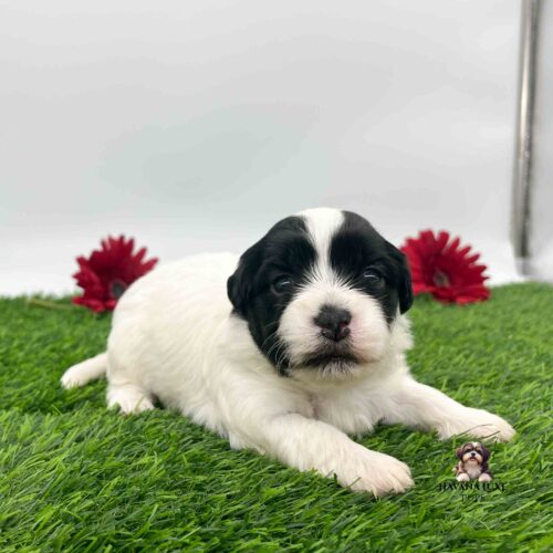 an adorable white Havanese with a black face with red flowers in the back