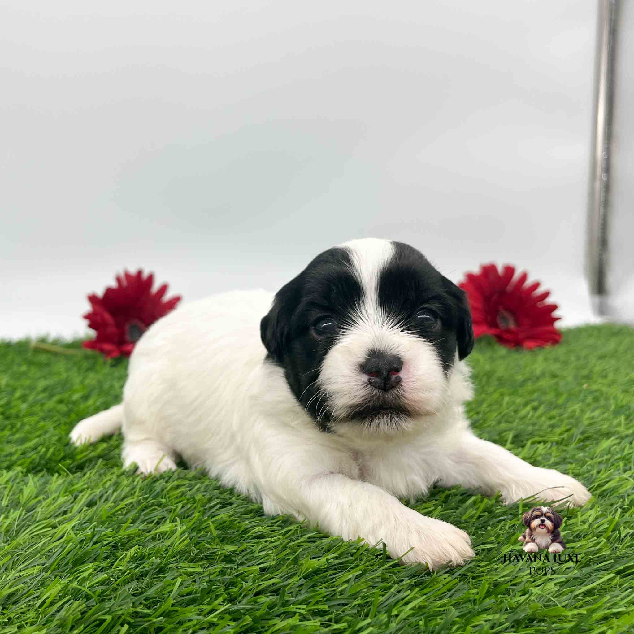 an adorable white Havanese with a black face with red flowers in the back