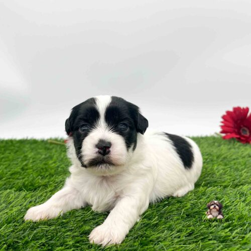 a cute Havanese laying on the green grass with a cute black nose
