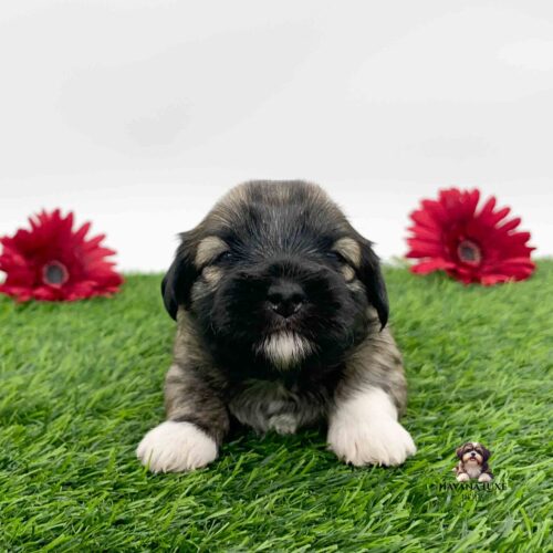 Havanese pup with white paws and red Gerber Daisies in back