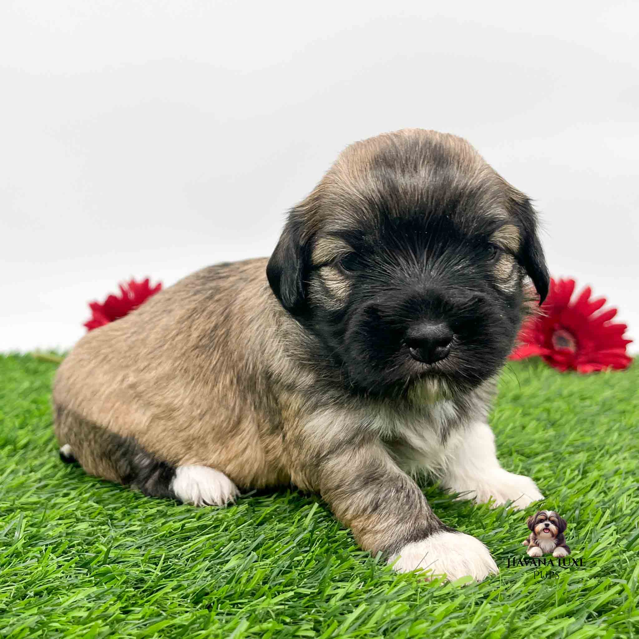 Tori the Havanese with her cute white feet and adorable black nose with red flowers