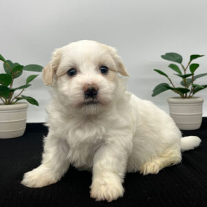 White puppy who receives positive reinforcement training daily, sitting down on a black blanket