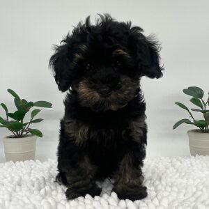 Black and brown puppy being raised with positive reinforcement training