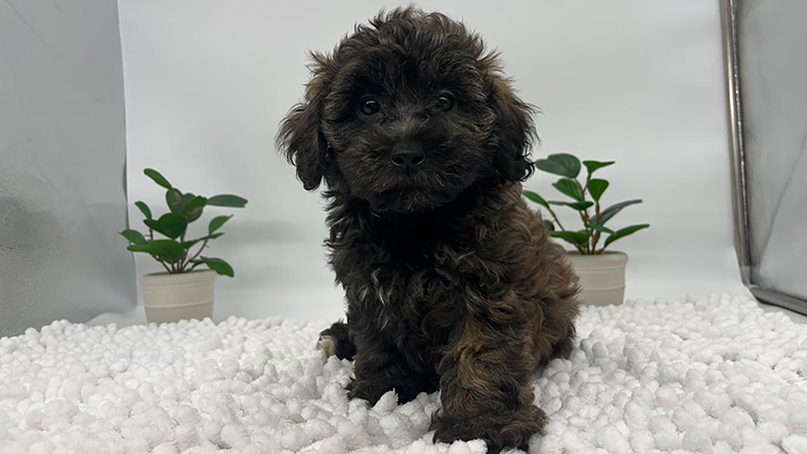 Puppy sitting on a white blanket with one paw forward