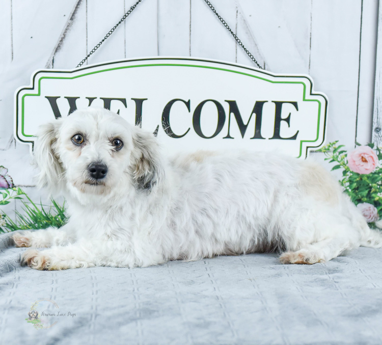 Adult white Havanese female sitting in front of Welcome sign
