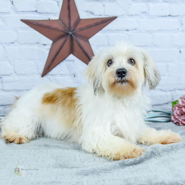 Adult Havanese female with star in background