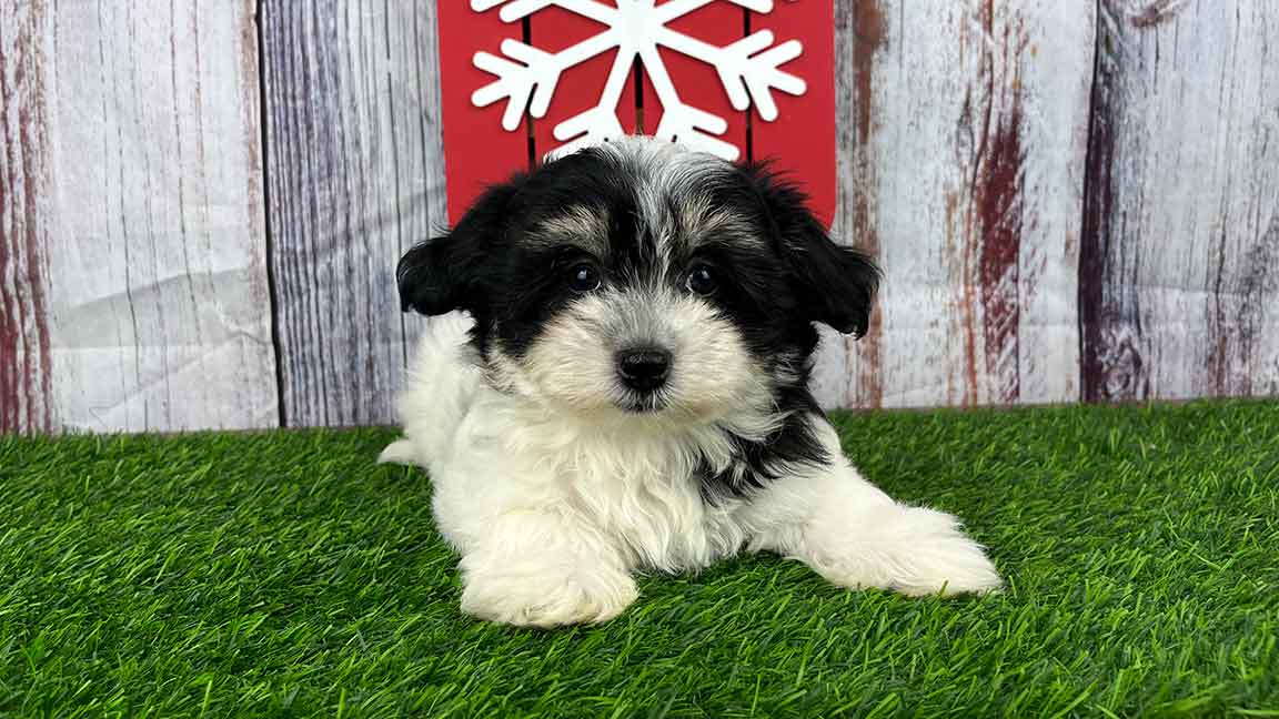 Black and white Havanese dog lying in the grass