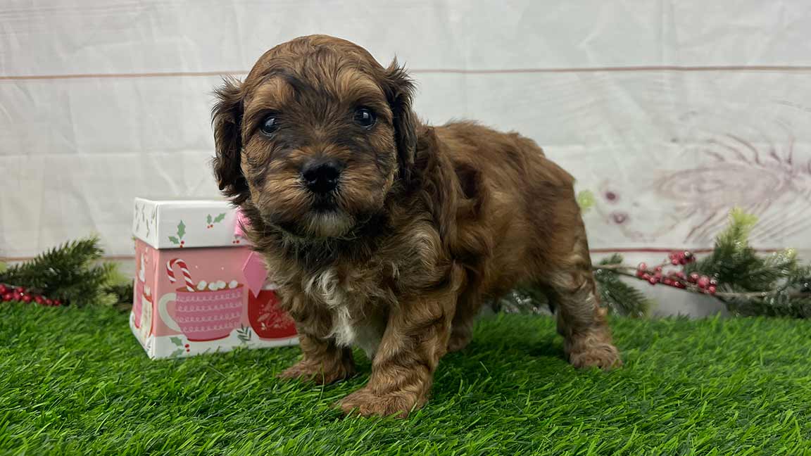Puppy walking in the grass