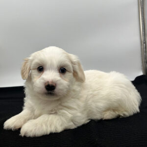 White Havanese puppy lying dowm