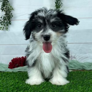 Havanese puppy with his tongue out, starting the age for puppy teething