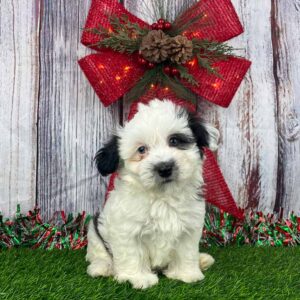Black and white puppy sitting in the grass, in front of a red bow