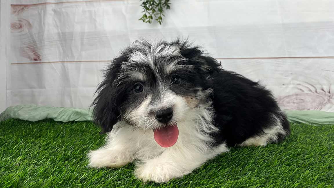 Black and white Havapoo puppy with his tongue out