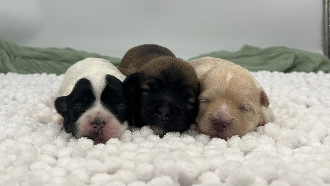 Three newborn puppies sleeping together, next to each other