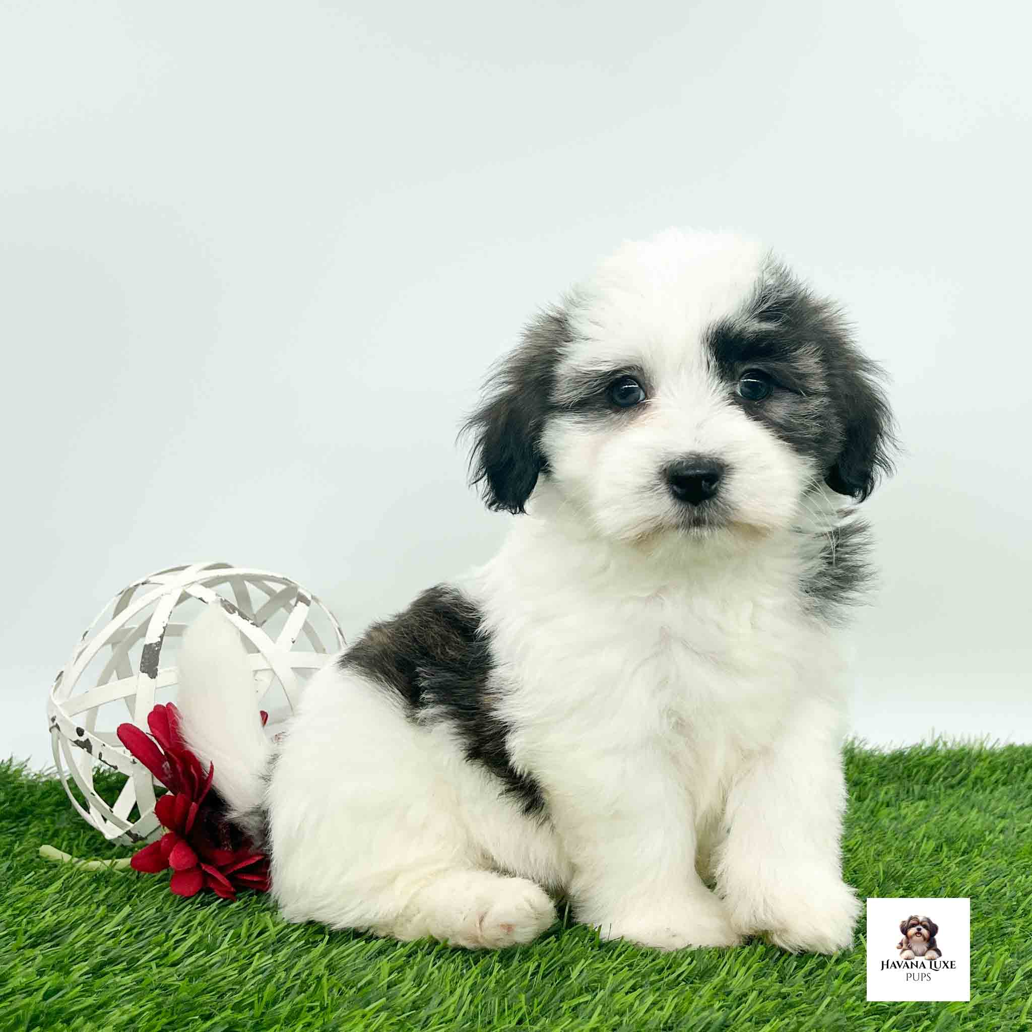 White Havanese with brindle markings sittings there with an adorable attitude