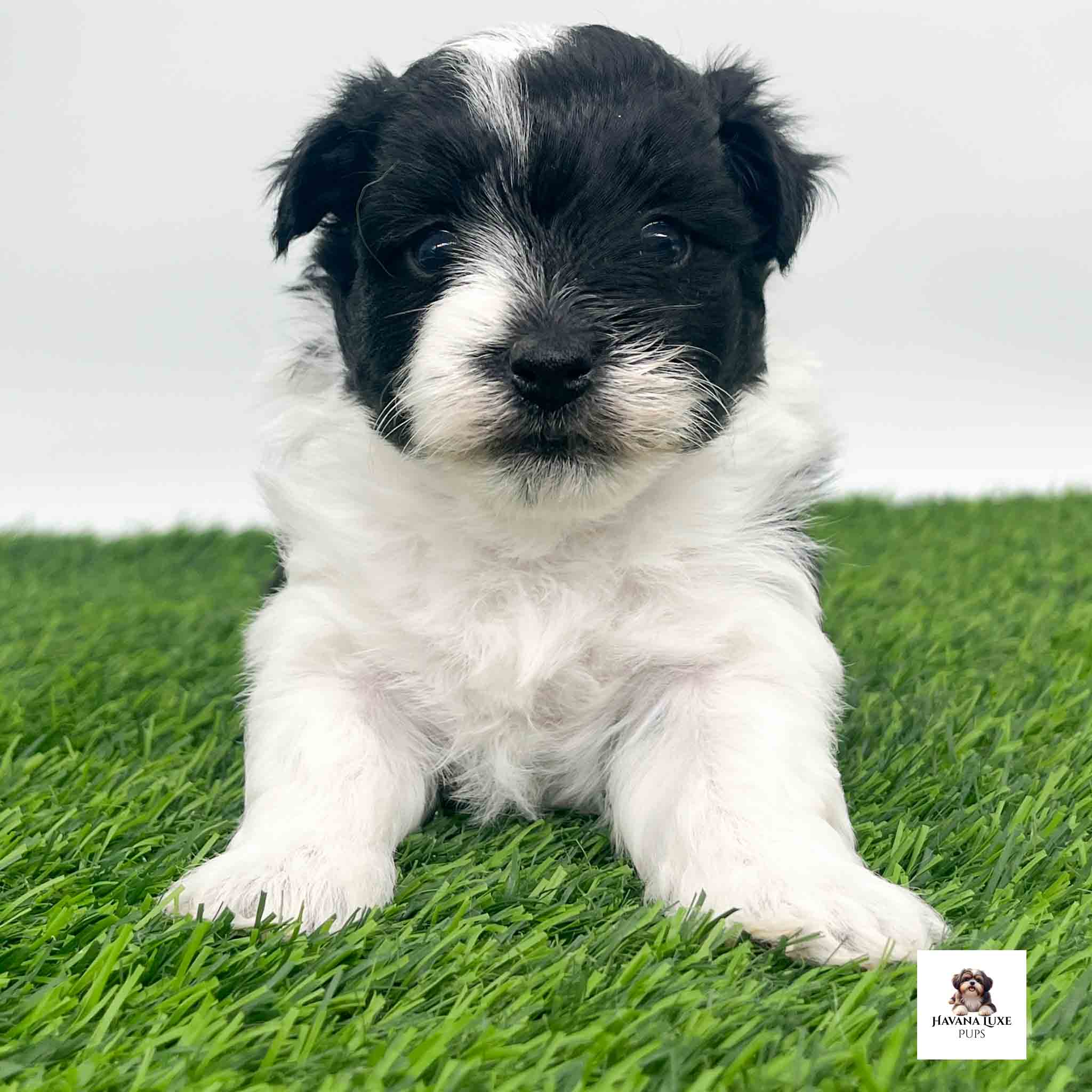 Havanese pup with black markings with an adorable black nose