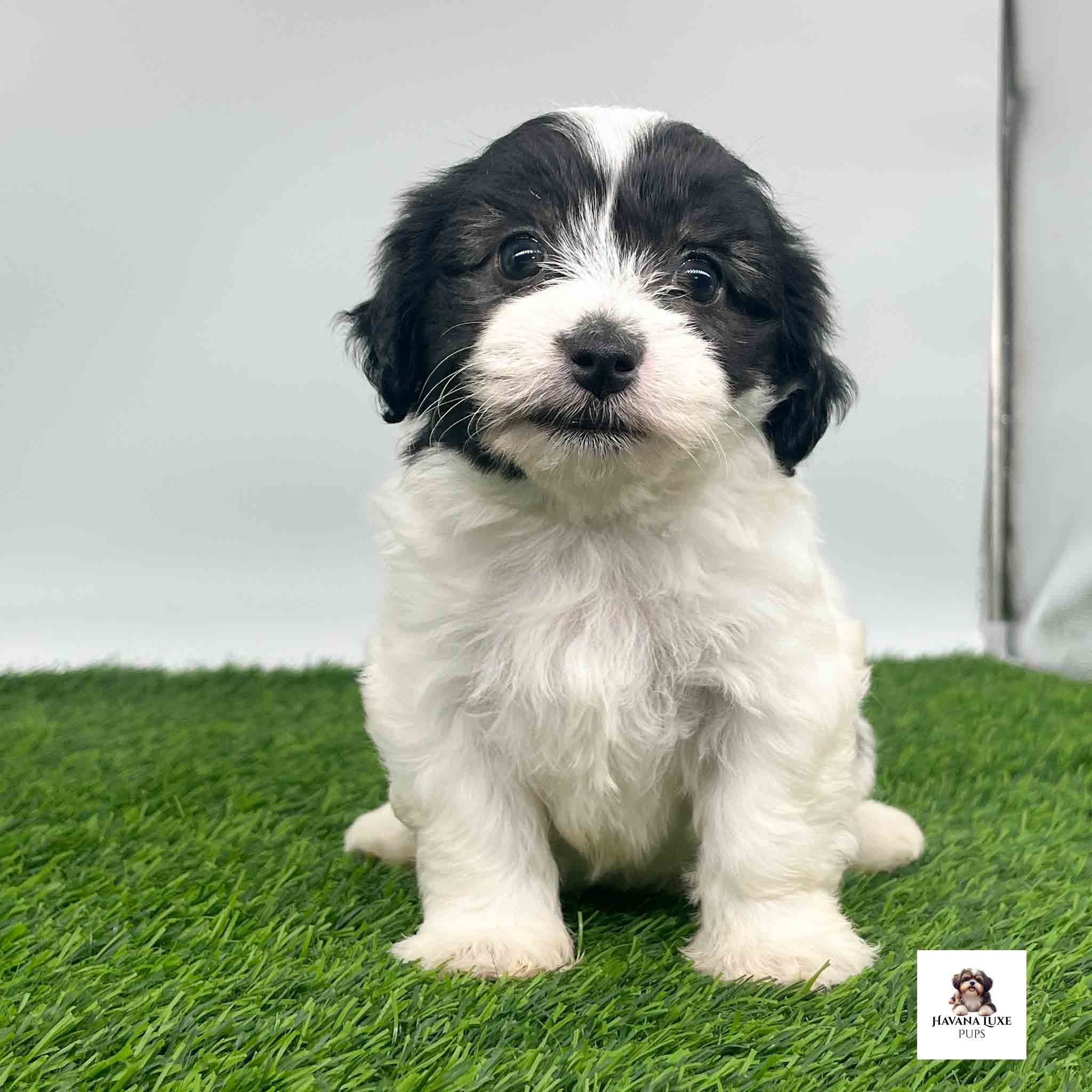 An cute Havanese sitting on the green grass