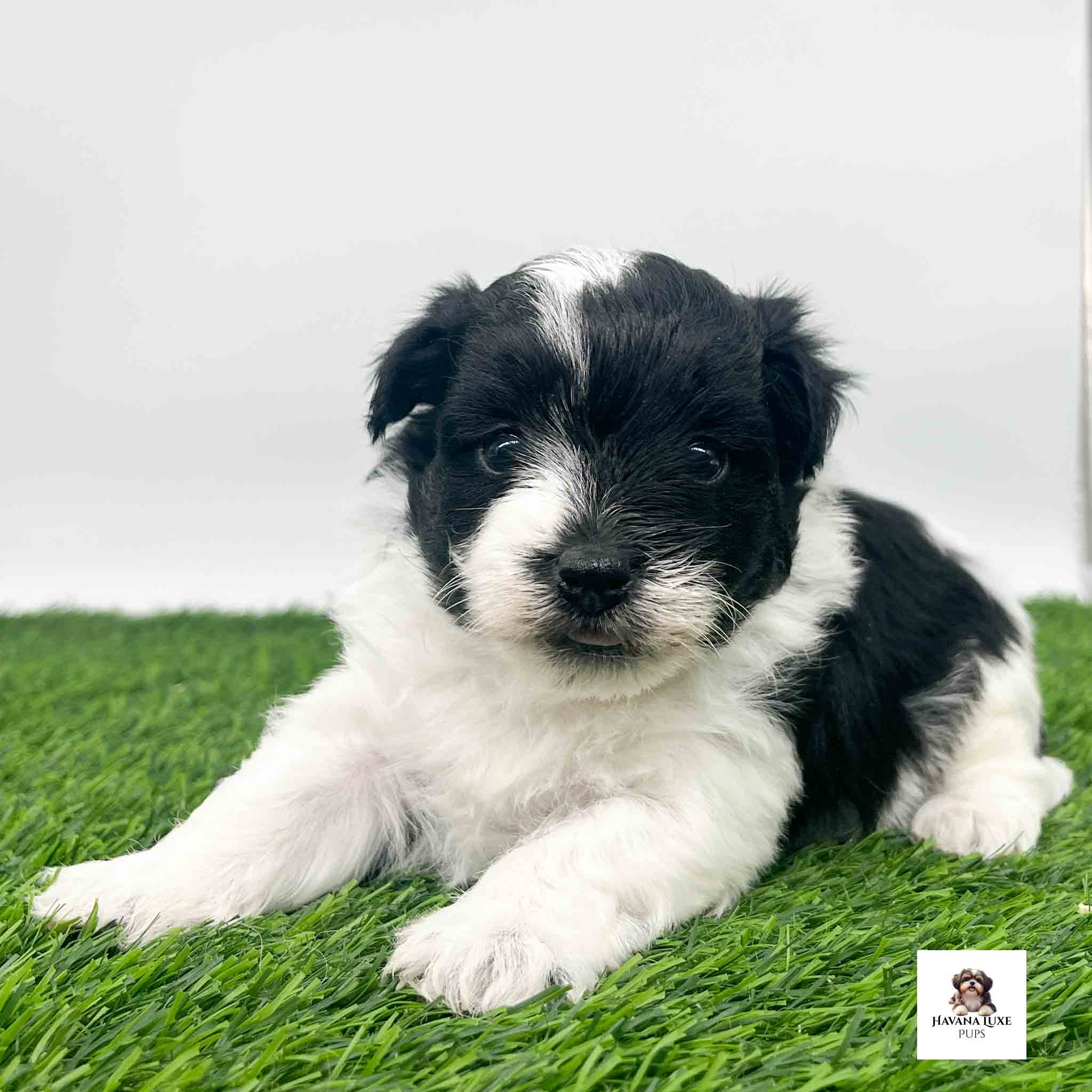 A white Havanese pup with black markings laying on the grass