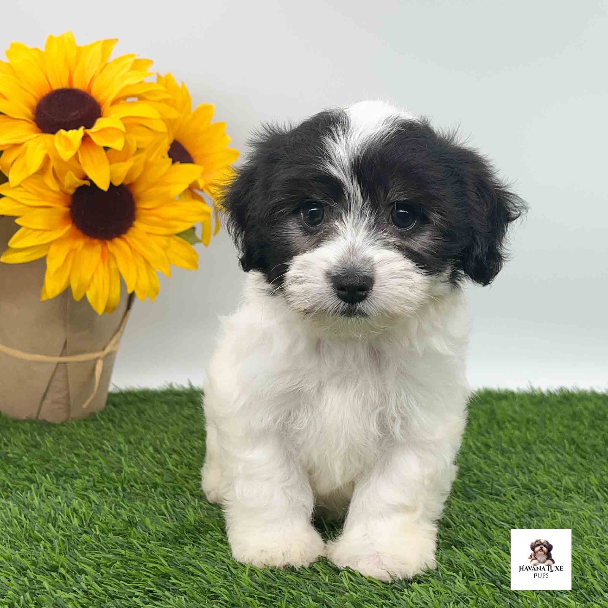 A Havanese sitting there with a bouquet of flowers