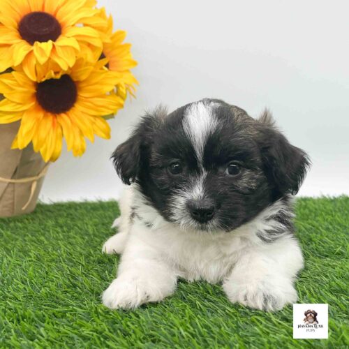 Aww look at the sweet Havanese boy with a black tip paw