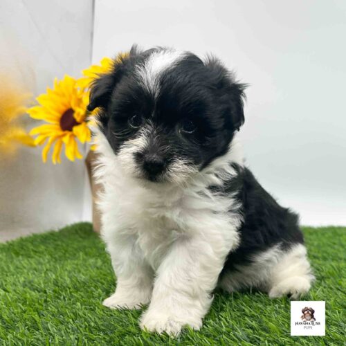 A white Havanese pup with Black markings showing off his white strip on the forehead