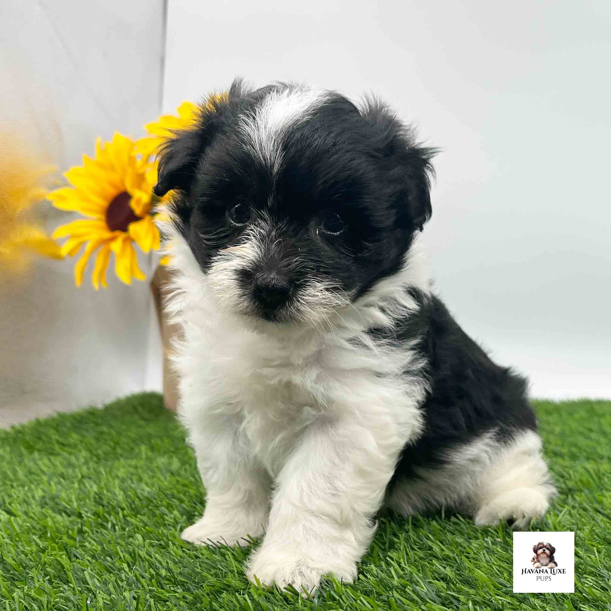 A white Havanese pup with Black markings showing off his white strip on the forehead