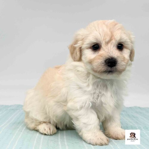 A golden Havanese pup waiting for cuddles