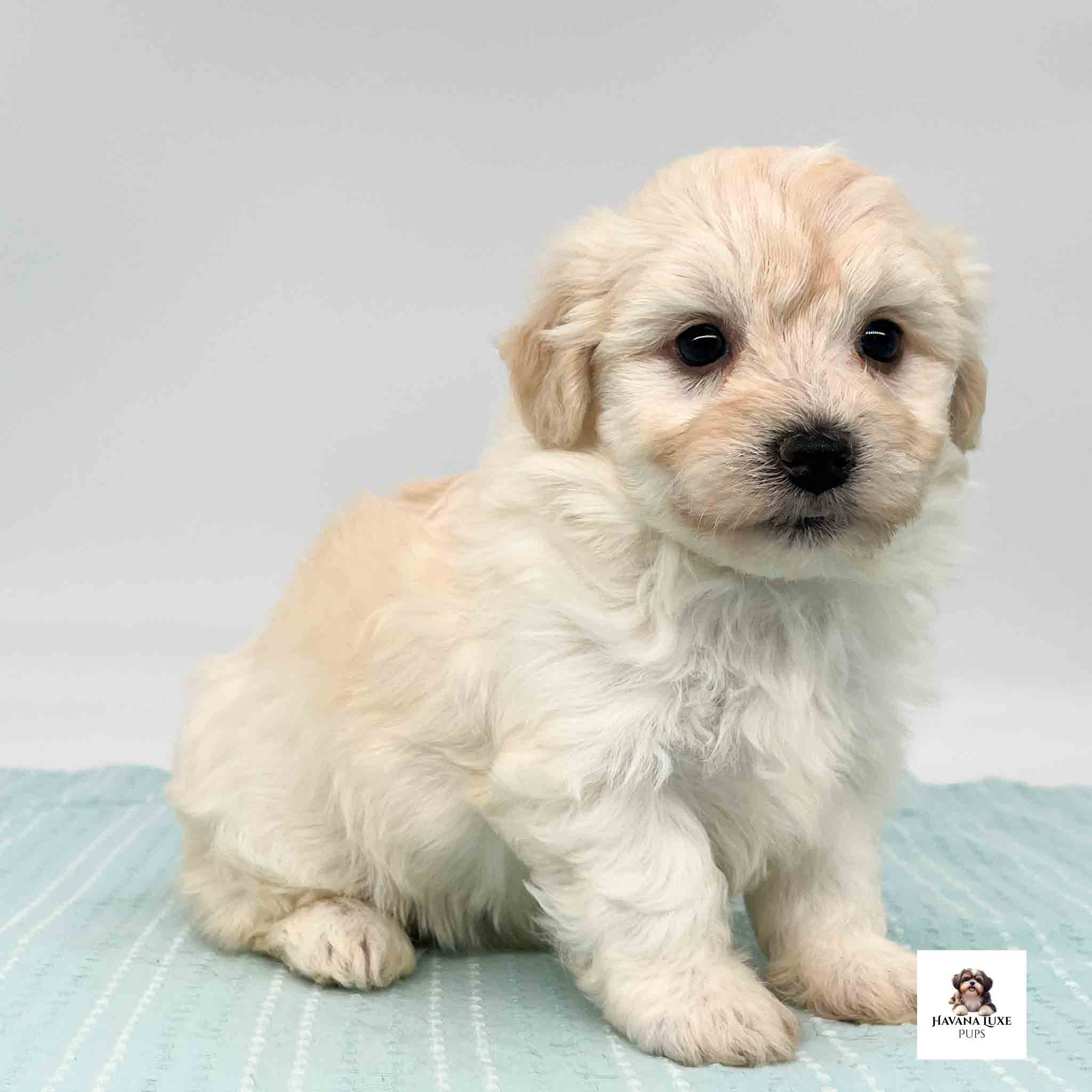 A golden Havanese pup waiting for cuddles