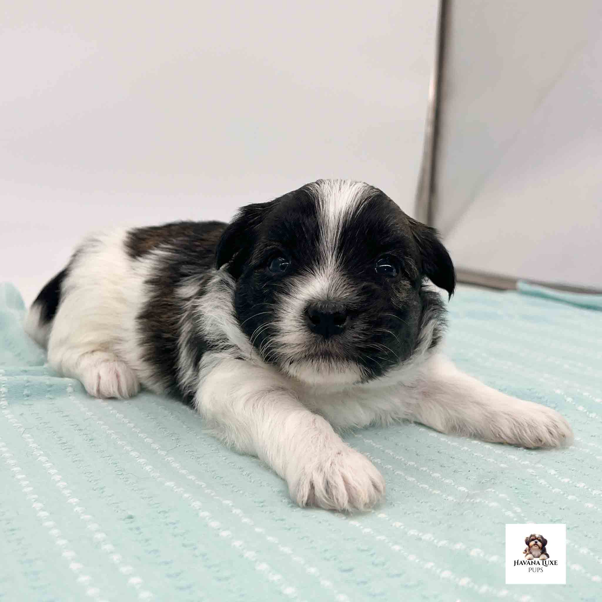 Sweet black and white Havanese puppy with playful personality