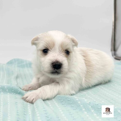 Look at the cute white Havanese laying there with such pleading eyes