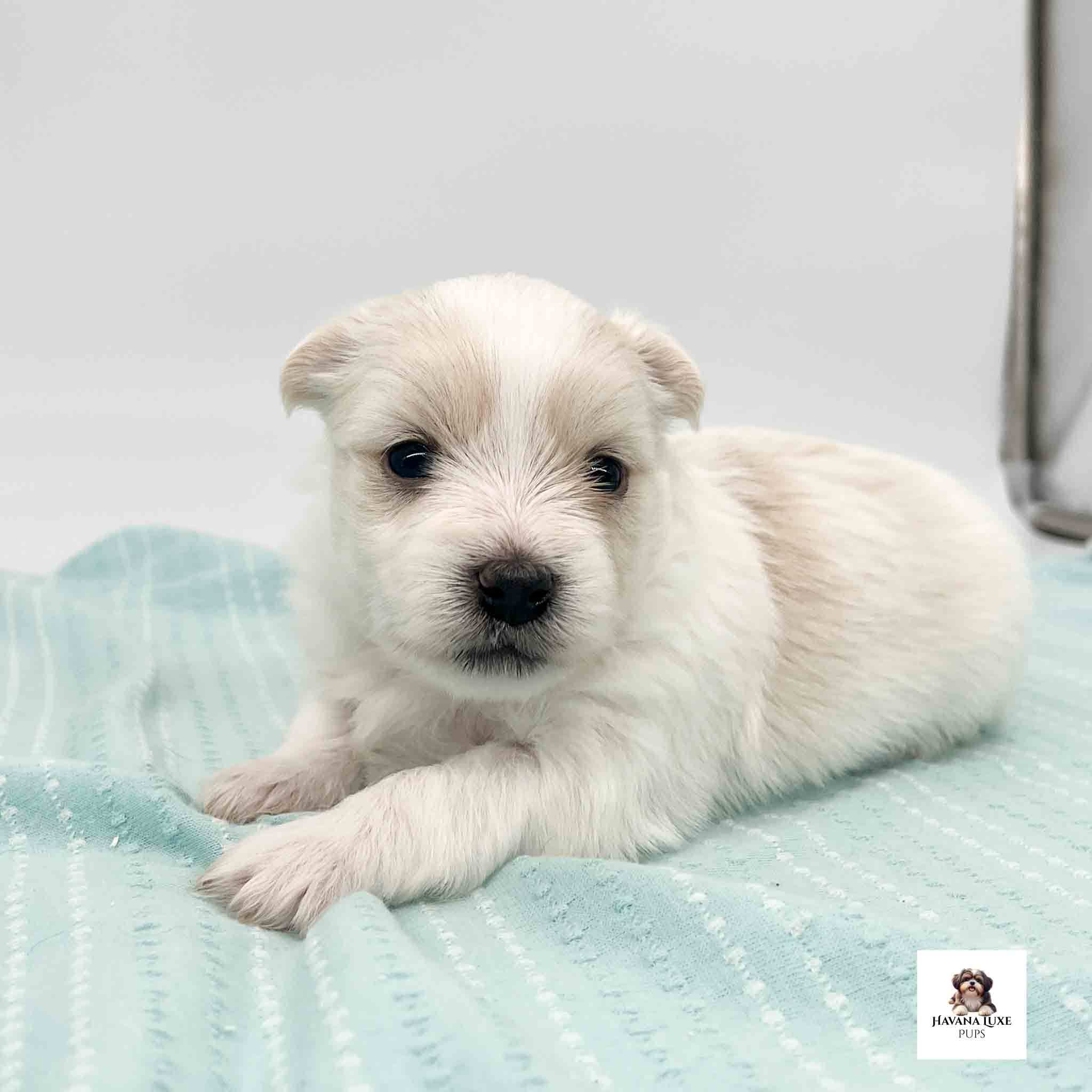 Look at the cute white Havanese laying there with such pleading eyes
