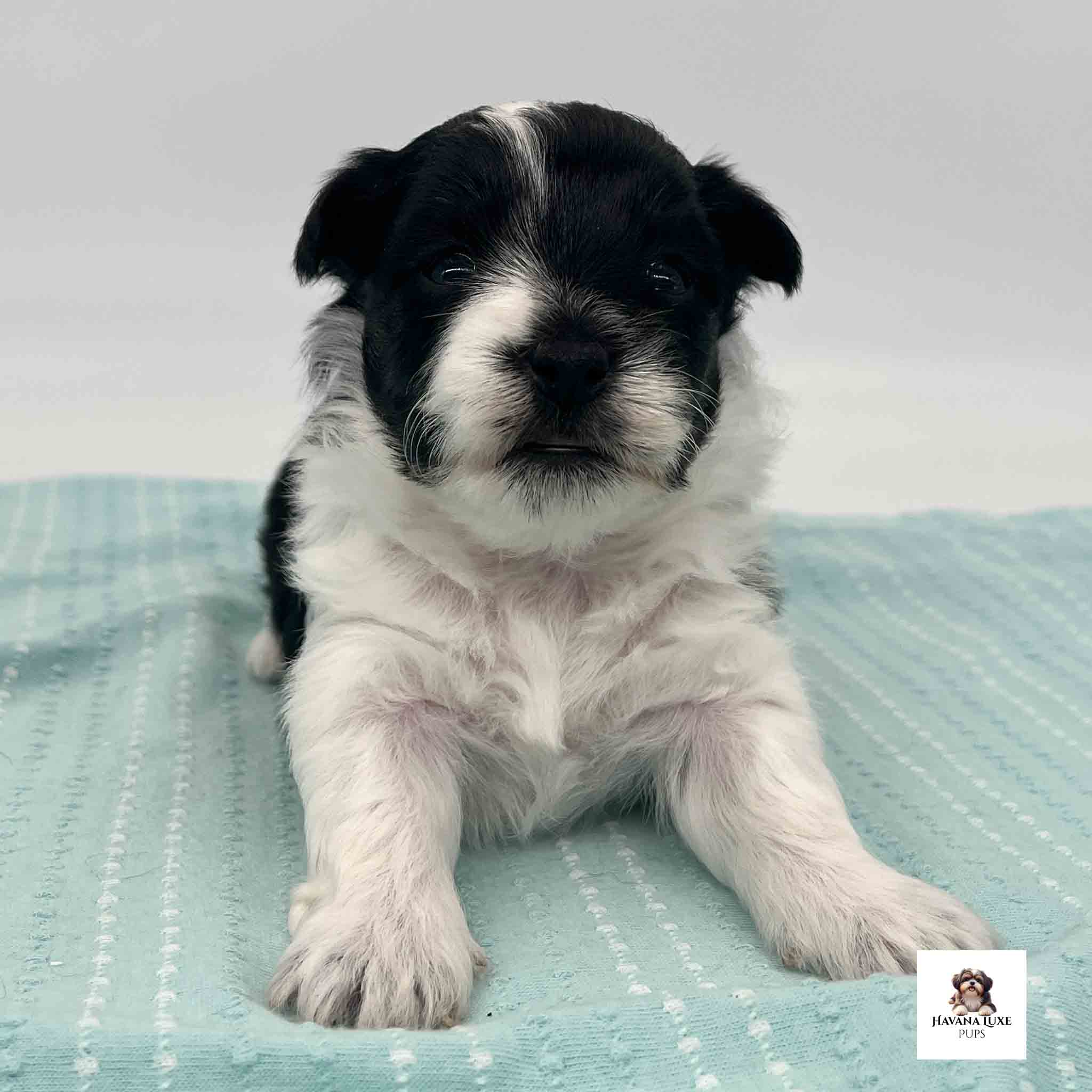 White Havanese with black marking with his paws out ready for snuggles