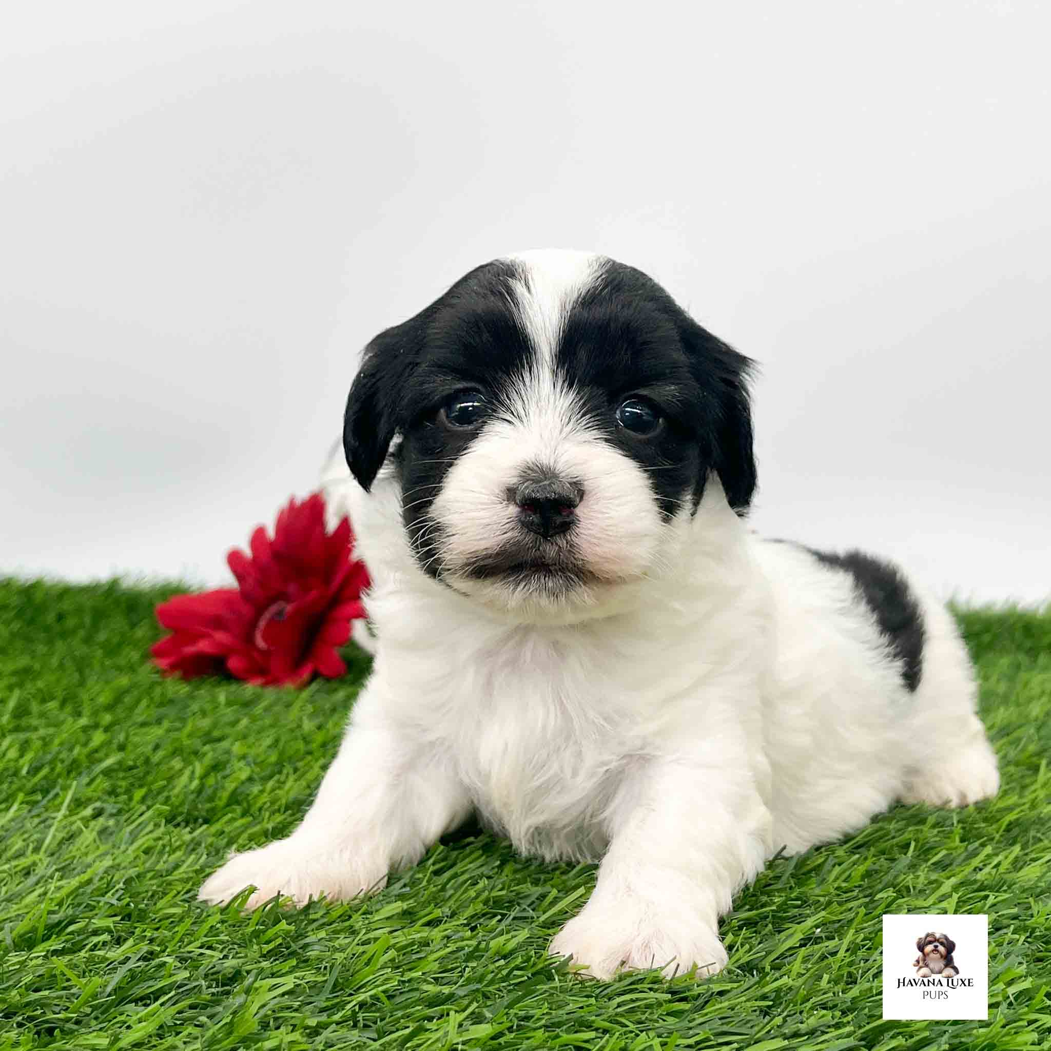 A white pup with black markings laying on the green grass with a red flower