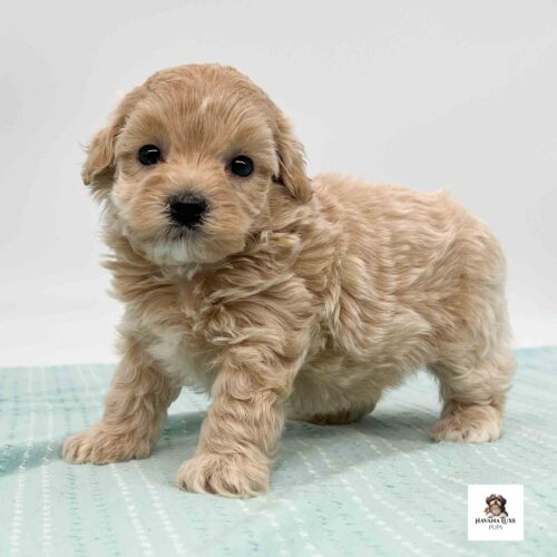 Sweet Apricot pup standing tall with curious eyes
