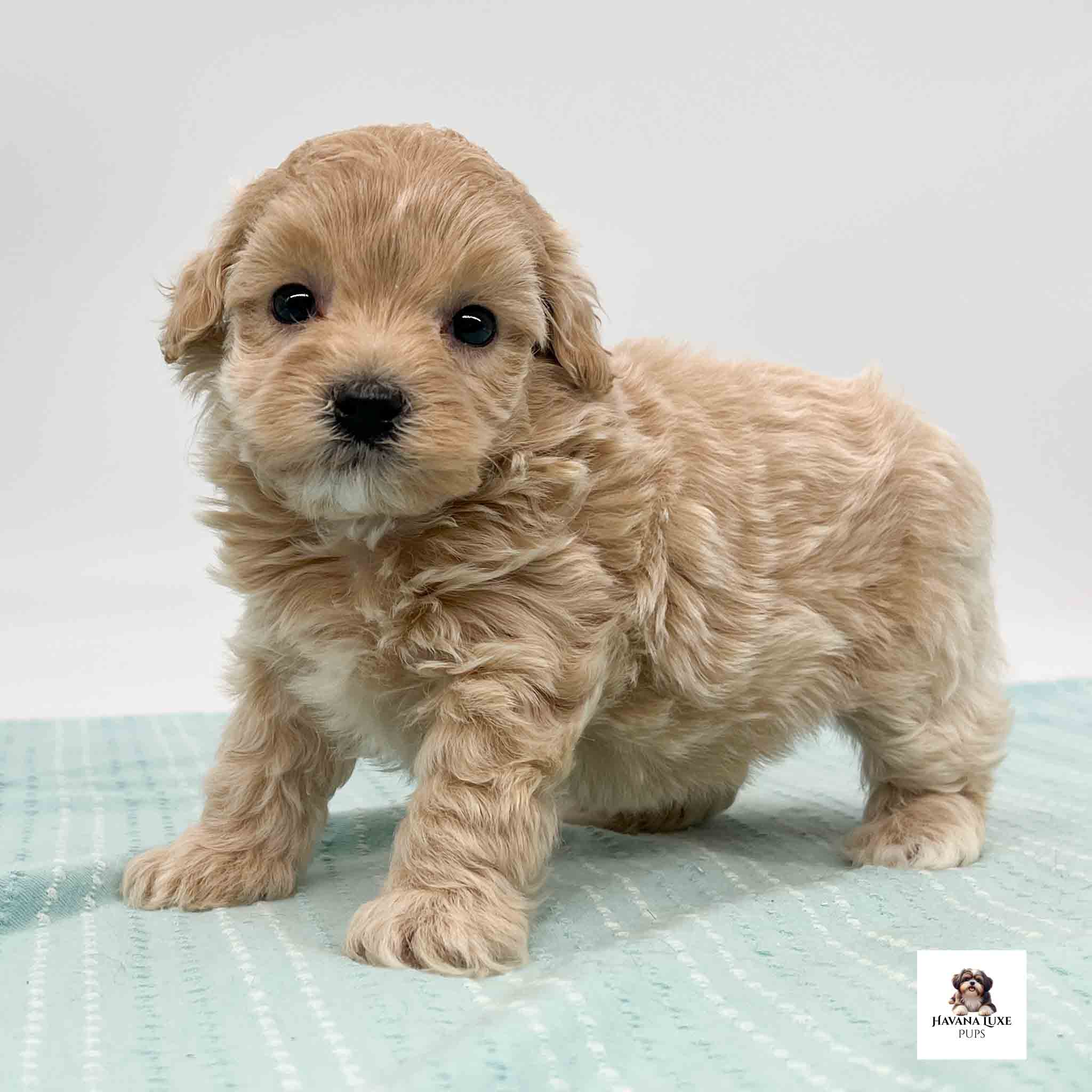 Sweet Apricot pup standing tall with curious eyes