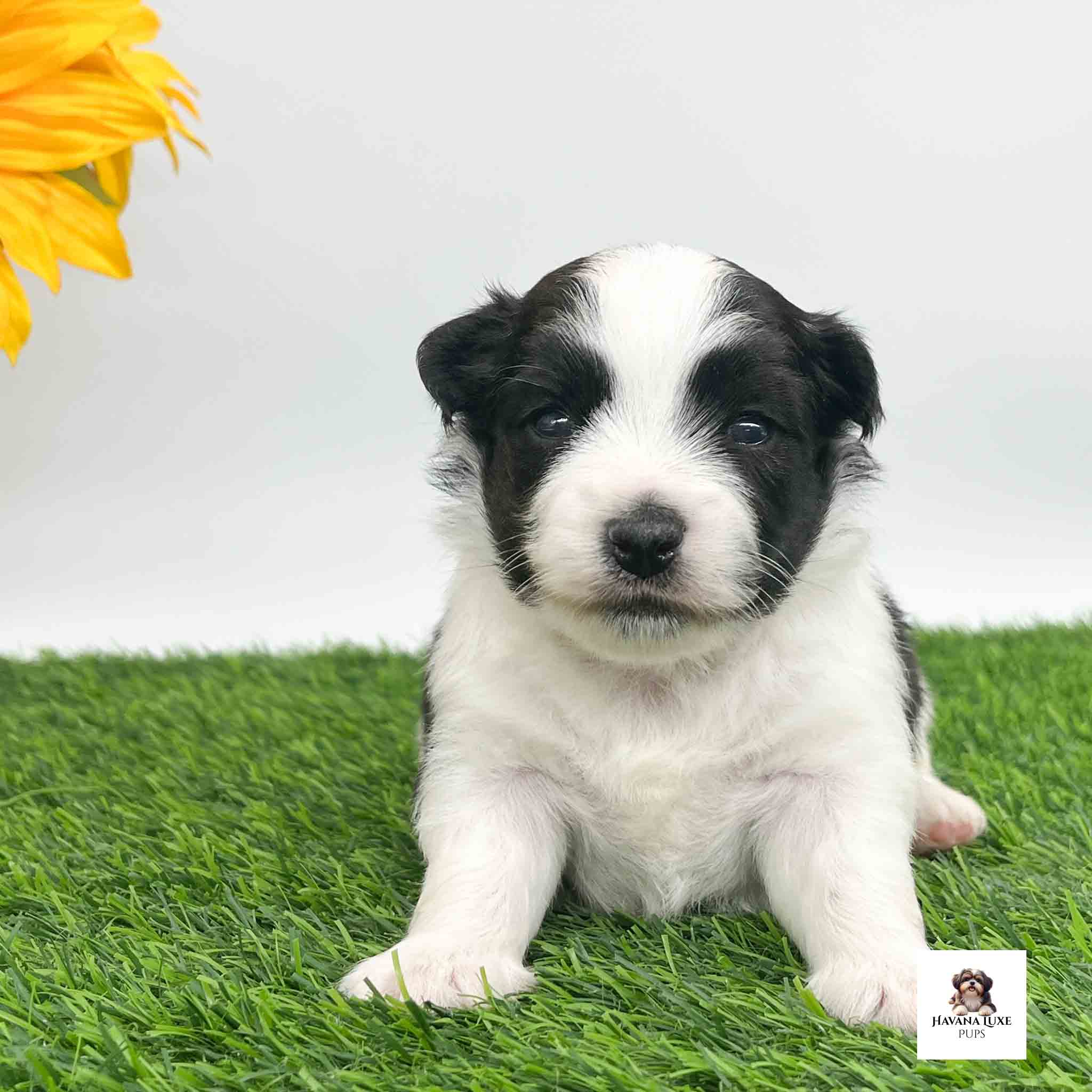 Look at this Handsome little puppy sitting on the green grass with an cute little black nose