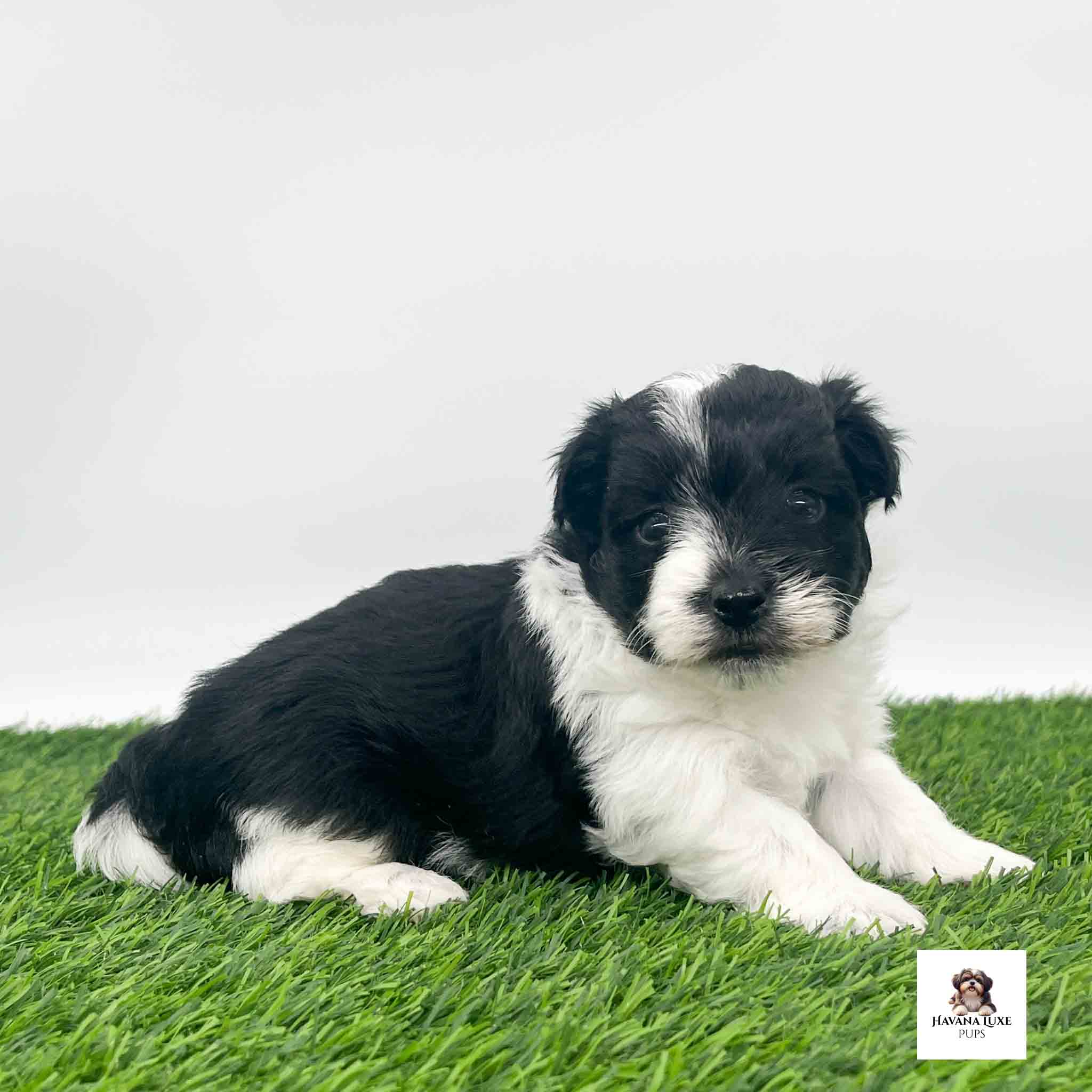 An adorable puppy laying on the grass waiting for snuggles