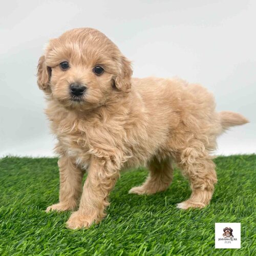 Adorable Havapoo pup standing there waiting on his friends