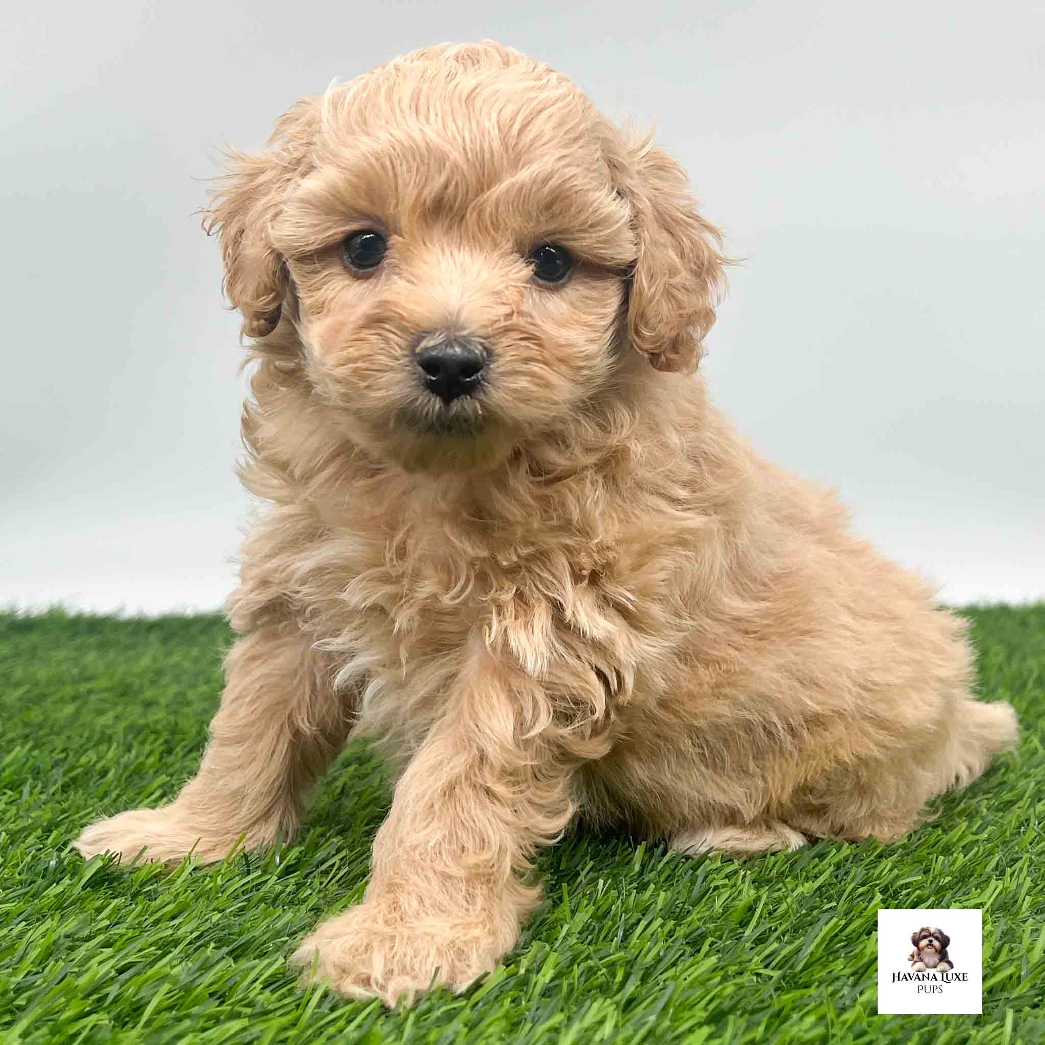 Apricot colored Havapoo sitting on the green grass