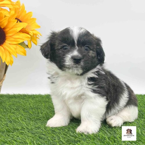 A white Havanese pup with Black~Brindle markings sitting on the grass